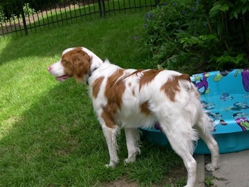 toby in the pool 1